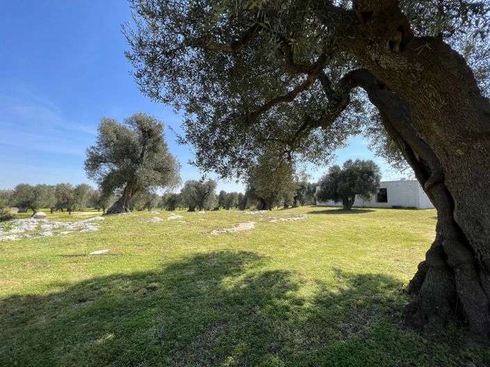 Image No.26-Villa de 4 chambres à vendre à Carovigno