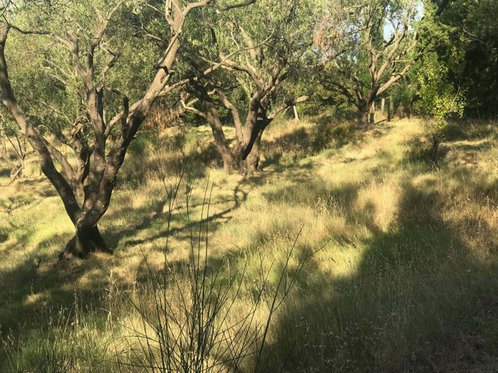 Image No.5-Terre à vendre à Spartilas