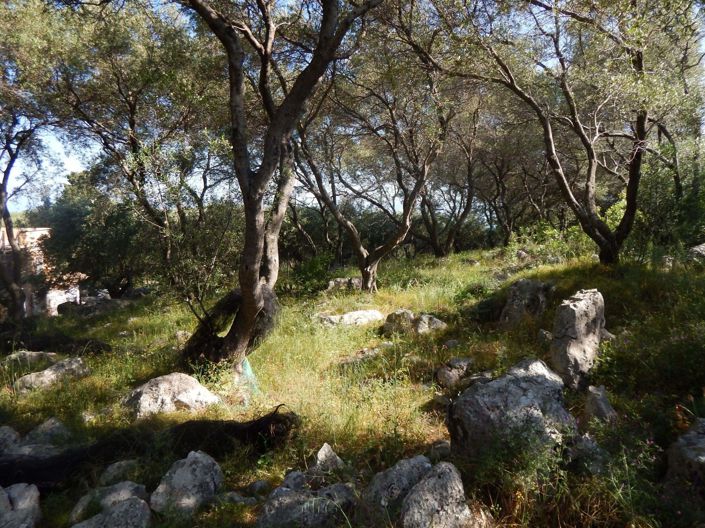 Image No.7-Terre à vendre à Kassiopi