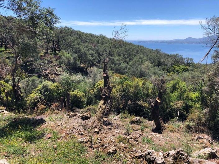 Image No.3-Terre à vendre à Spartilas