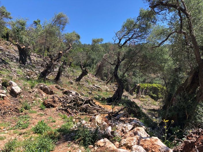 Image No.4-Terre à vendre à Spartilas