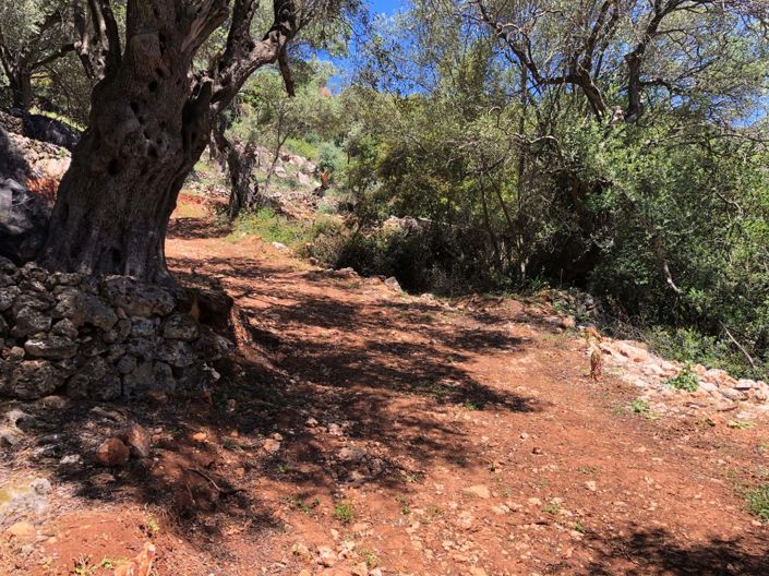 Image No.5-Terre à vendre à Spartilas