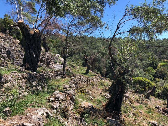 Image No.7-Terre à vendre à Spartilas