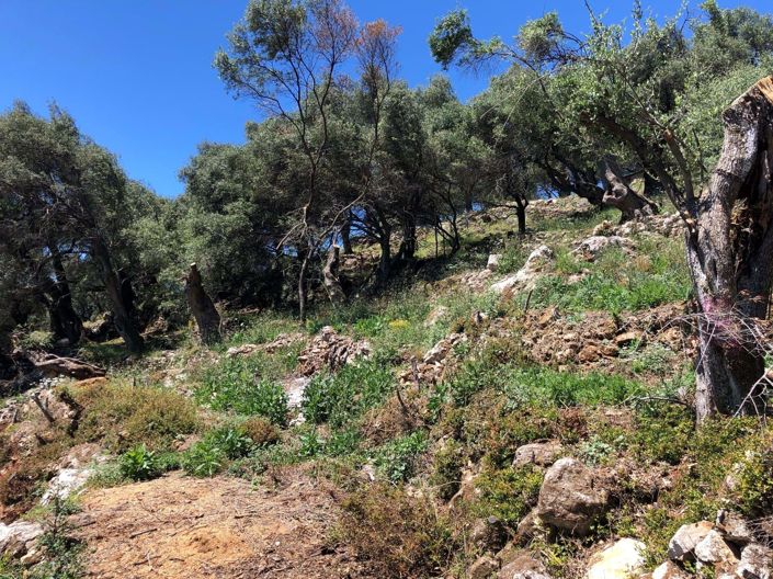 Image No.9-Terre à vendre à Spartilas