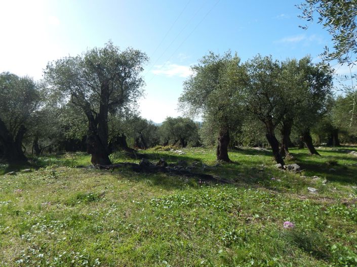 Image No.3-Terre à vendre à Spartilas