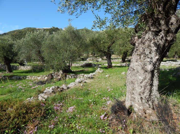 Image No.4-Terre à vendre à Spartilas