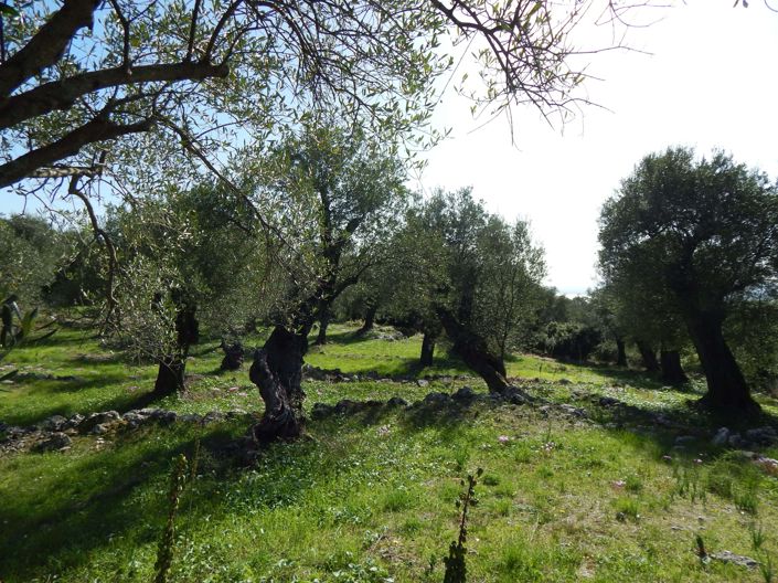 Image No.5-Terre à vendre à Spartilas