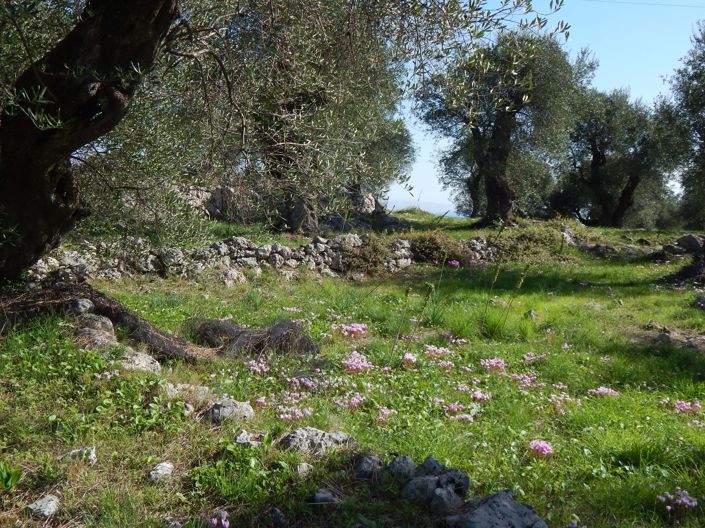 Image No.6-Terre à vendre à Spartilas