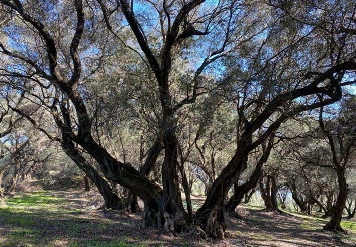 Image No.4-Land for sale