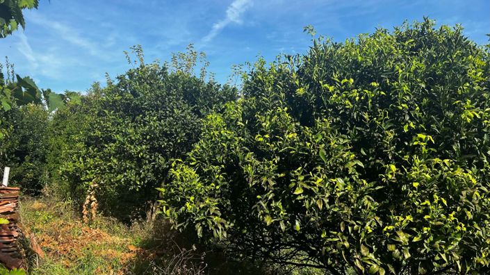 Image No.11-2 Bed House for sale