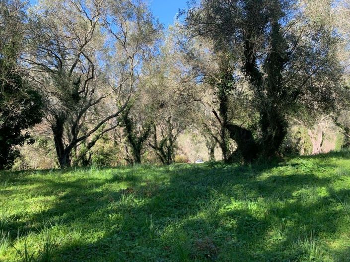 Image No.6-Terre à vendre à Ano Korakiana