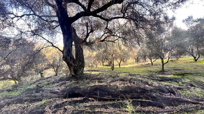 Image No.5-Land for sale