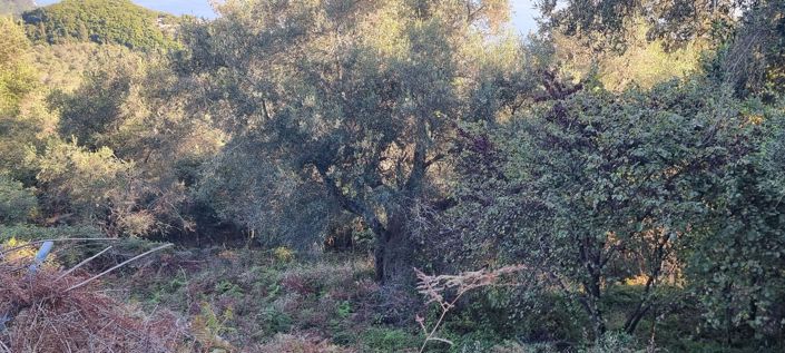 Image No.7-Terre à vendre à Corfou