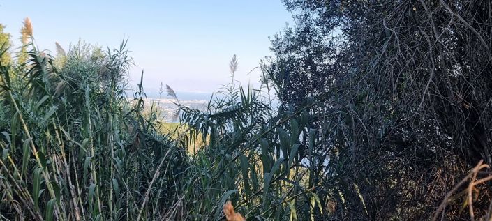 Image No.8-Terre à vendre à Corfou