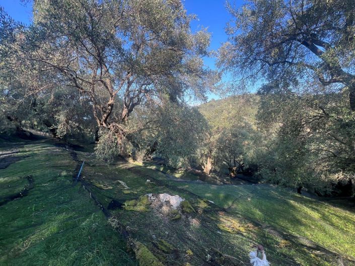 Image No.6-Terre à vendre à Corfou