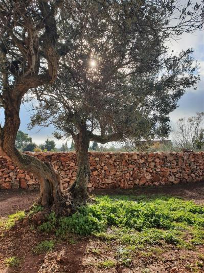 Image No.5-Villa / Détaché de 4 chambres à vendre à Hvar