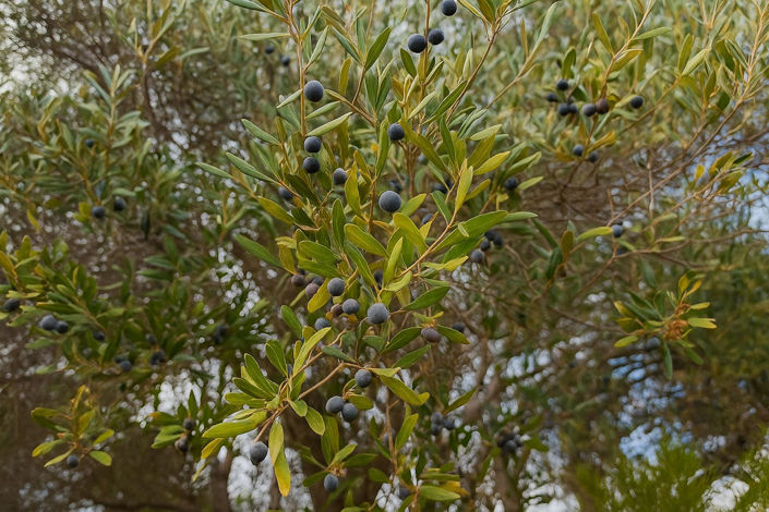 Image No.28-3 Bed Villa for sale