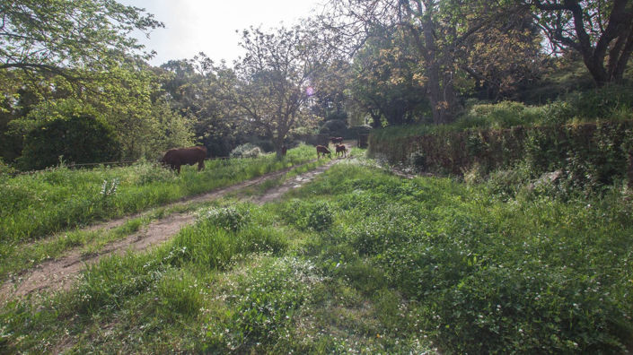 Image No.10-3 Bed Finca for sale