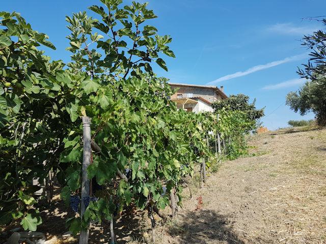 Image No.22-5 Bed House for sale