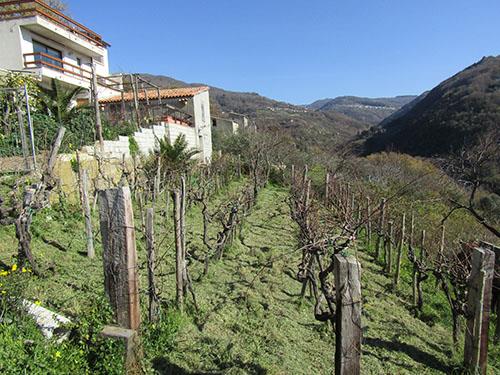 Image No.2-Villa de 3 chambres à vendre à Cetraro