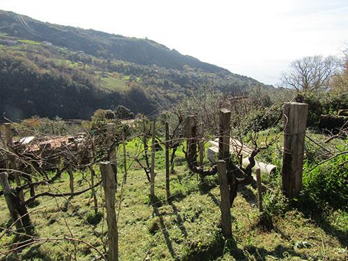 Image No.3-Villa de 3 chambres à vendre à Cetraro