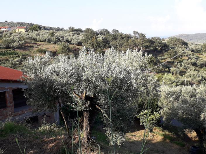 Image No.2-Villa / Détaché de 4 chambres à vendre à Cleto