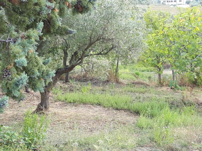 Image No.15-Ferme de 2 chambres à vendre à Serra d'Aiello