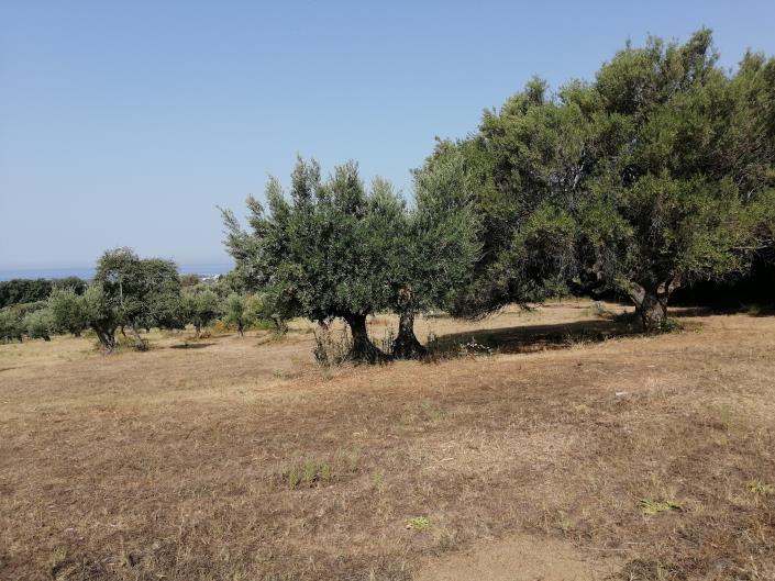 Image No.4-3 Bed Plot for sale