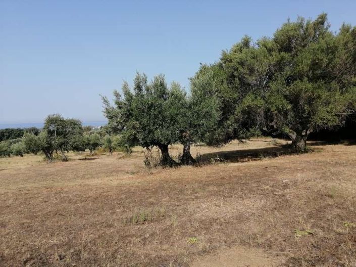 Image No.4-Terre à vendre à Scalea