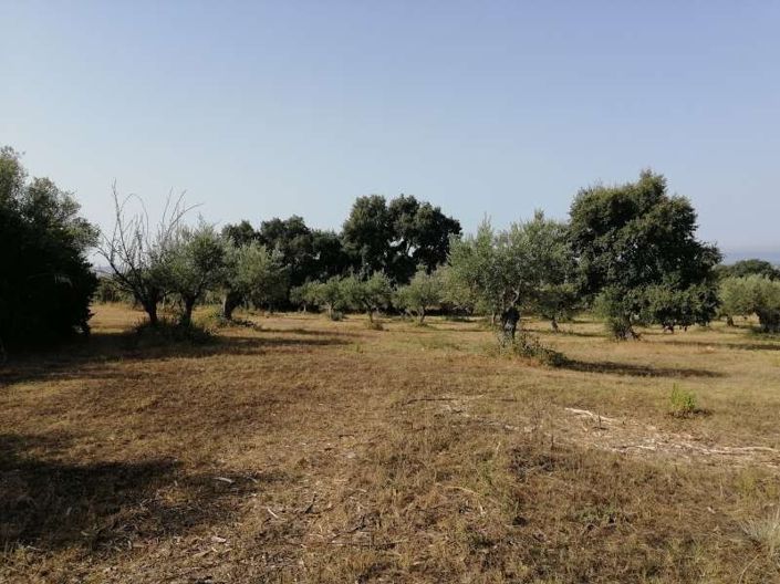 Image No.5-Terre à vendre à Scalea