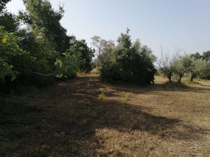 Image No.6-Terre à vendre à Scalea