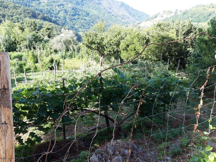 Image No.11-Ferme à vendre à Lago