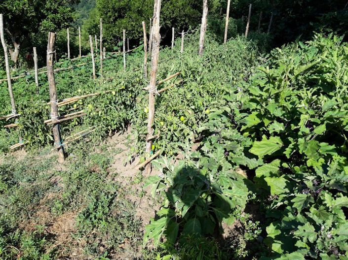 Image No.14-Ferme à vendre à Lago