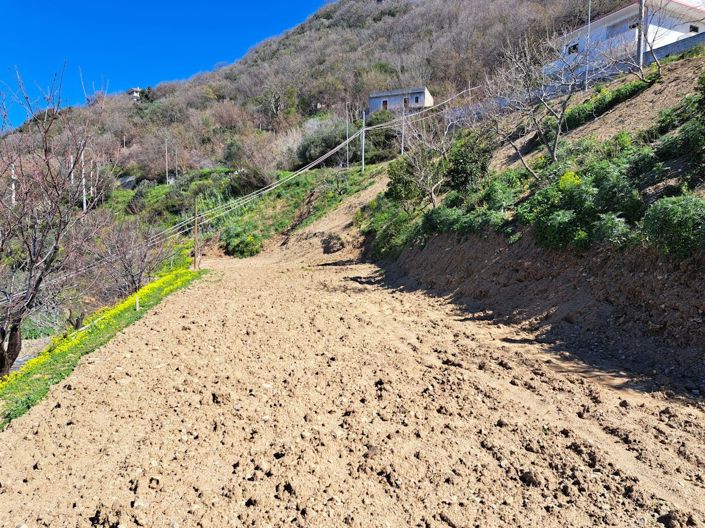 Image No.2-Terre à vendre à Falconara Albanese