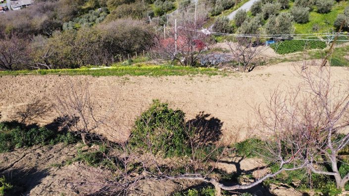 Image No.9-Terre à vendre à Falconara Albanese