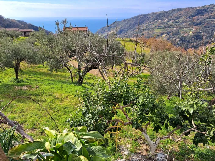 Image No.18-Maison de 3 chambres à vendre à Calabre