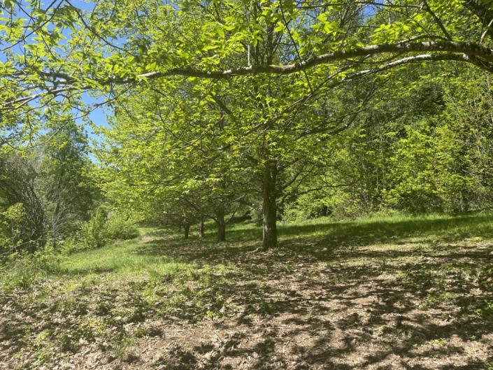Image No.16-Maison de campagne de 3 chambres à vendre à Arnac-Pompadour