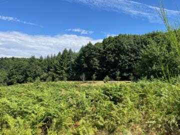 6423_immo_berthou_coussac_bonneval_bois--5-