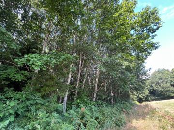 6423_immo_berthou_coussac_bonneval_bois--9-