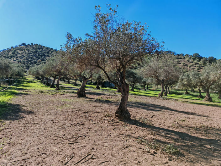 Image No.34-12 Bed Finca for sale