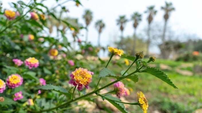 Image No.49-2 Bed Villa for sale