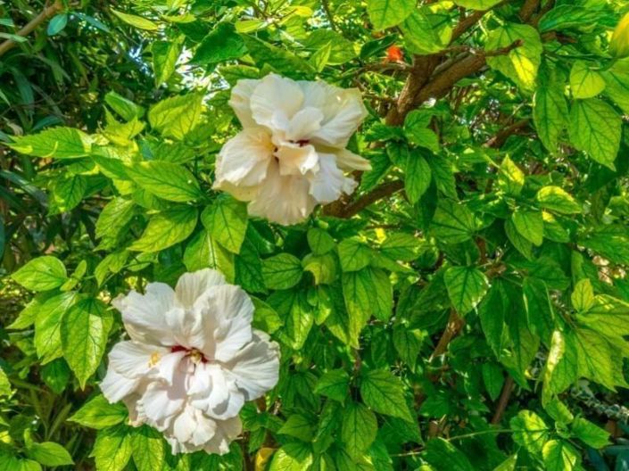 Image No.9-2 Bed Bungalow for sale