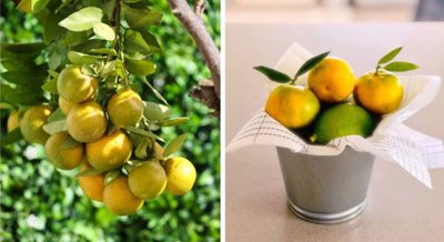 1447-638892-78d1f4f8b6655591b02d22fabb36a692d