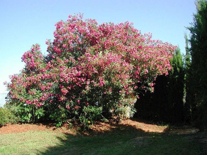 Image No.2-4 Bed Townhouse for sale