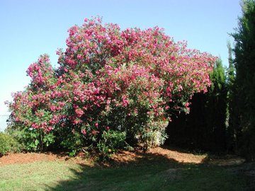 1447-660656-78d1f4f8b6655591b02d22fabb36a692d