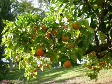 1447-660656-78d1f4f8b6655591b02d22fabb36a692d