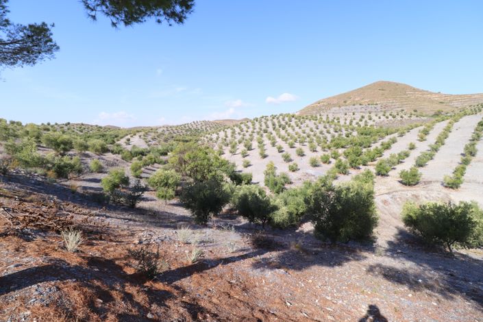 Image No.50-4 Bed Country House for sale