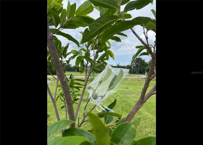 Image No.54-3 Bed House for sale