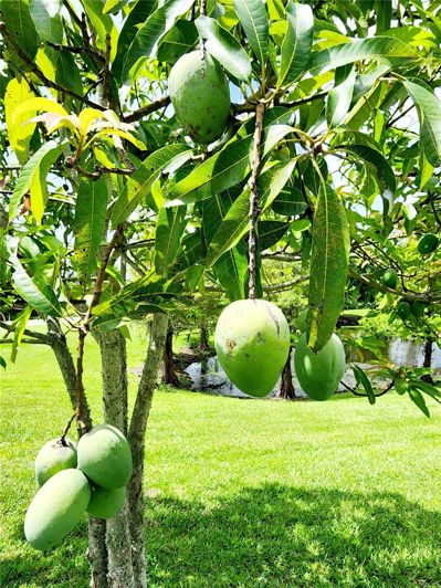 Image No.10-Maison de 5 chambres à vendre à Winter Garden