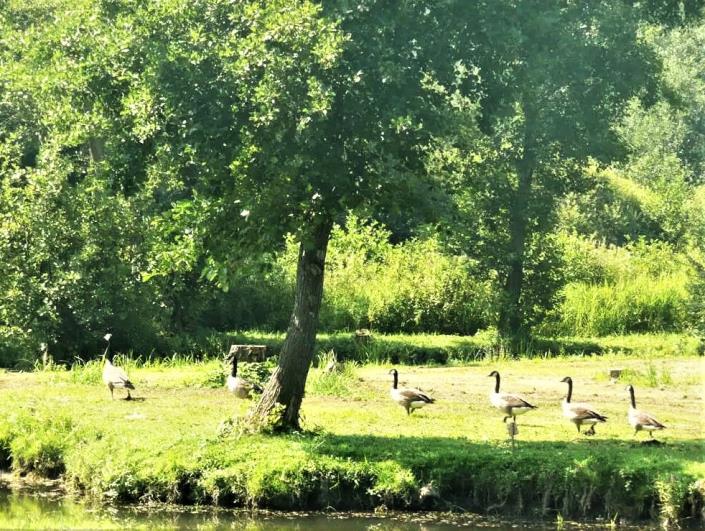 Image No.18-Mobile Home de 2 chambres à vendre à Pas-de-Calais